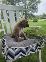 Zeus, a male Boxer for sale in Lagrange, IN – 6 of 9