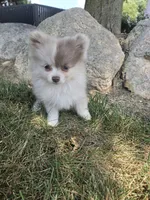 Lavender Lacy, a female Pomeranian for sale in Lagrange, IN – 3 of 7