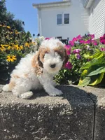 Darcy, a female Poodle - Miniature  for sale in Lagrange, IN – 5 of 8