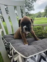 Zeus, a male Boxer for sale in Lagrange, IN – 2 of 9