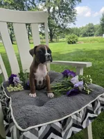 Piper, a female Boxer for sale in Lagrange, IN – 8 of 10