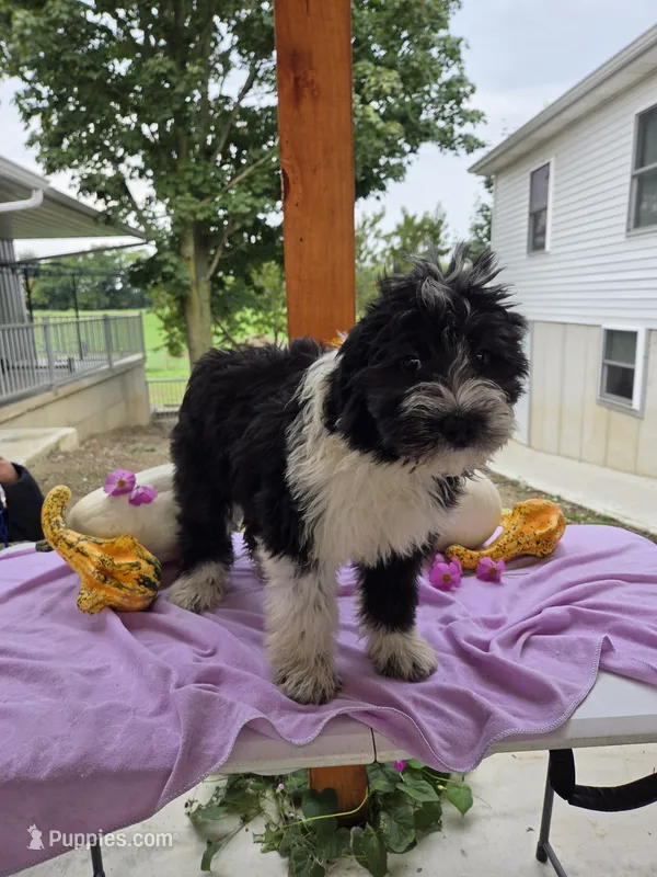 Charlotte – Aussiedoodle puppy for sale in Lagrange, IN