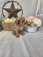Ruby, a female Poodle - Miniature  for sale in Lagrange, IN – 10 of 10
