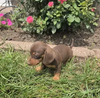 Khloe, a female Miniature Dachshund for sale in Lagrange, IN – 4 of 9
