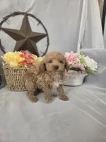 Ruby, a female Poodle - Miniature  for sale in Lagrange, IN – 9 of 10