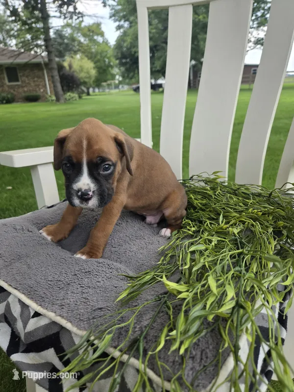 Jagger – Boxer puppy for sale in Lagrange, IN