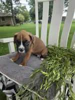 Jagger, a male Boxer for sale in Lagrange, IN – 1 of 9
