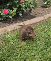Kane, a female Miniature Dachshund for sale in Lagrange, IN – 2 of 9