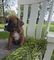 Dozer, a male Boxer for sale in Lagrange, IN – 2 of 9