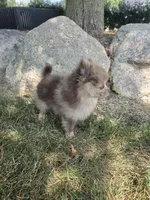Lindsey, a female Pomeranian for sale in Lagrange, IN – 3 of 10