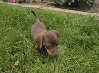 Kane, a female Miniature Dachshund for sale in Lagrange, IN – 5 of 9
