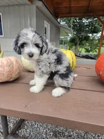 Archie, a male Aussiedoodle for sale in Lagrange, IN – 5 of 8
