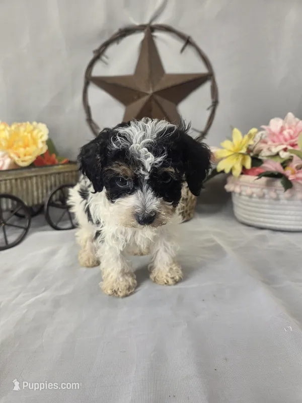 Oscar – Poodle - Miniature  puppy for sale in Lagrange, IN
