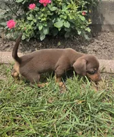 Khloe, a female Miniature Dachshund for sale in Lagrange, IN – 5 of 9