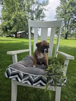 Zeus, a male Boxer for sale in Lagrange, IN – 4 of 9