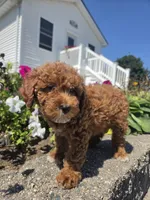 Danielle, a female Poodle - Miniature  for sale in Lagrange, IN – 1 of 8