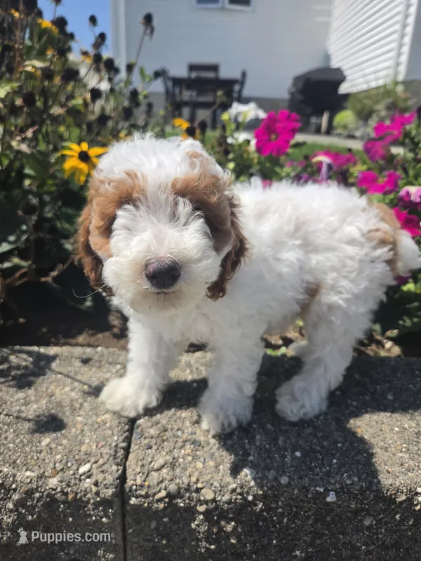 Darcy – Poodle - Miniature  puppy for sale in Lagrange, IN