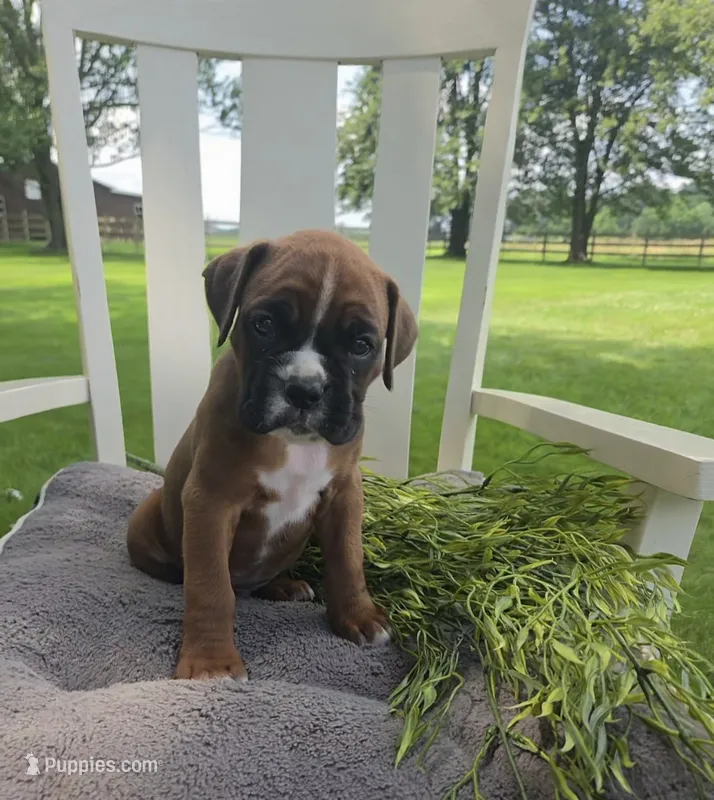 Dozer – Boxer puppy for sale in Lagrange, IN