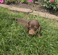 Khloe, a female Miniature Dachshund for sale in Lagrange, IN – 8 of 9