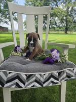 Piper, a female Boxer for sale in Lagrange, IN – 1 of 10