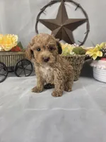 Ruby, a female Poodle - Miniature  for sale in Lagrange, IN – 3 of 10