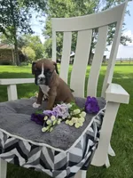 Piper, a female Boxer for sale in Lagrange, IN – 6 of 10