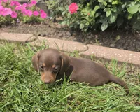 Khloe, a female Miniature Dachshund for sale in Lagrange, IN – 7 of 9