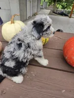 Archie, a male Aussiedoodle for sale in Lagrange, IN – 8 of 8