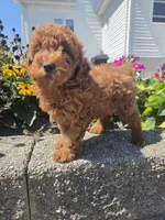 Dominic , a male Poodle - Miniature  for sale in Lagrange, IN – 7 of 8