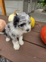 Archie, a male Aussiedoodle for sale in Lagrange, IN – 6 of 8