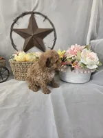 Ruby, a female Poodle - Miniature  for sale in Lagrange, IN – 4 of 10