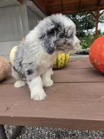 Annie, a female Aussiedoodle for sale in Lagrange, IN – 7 of 7