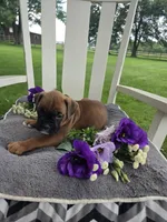 Sophie, a female Boxer for sale in Lagrange, IN – 5 of 10