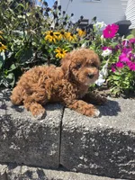 Danielle, a female Poodle - Miniature  for sale in Lagrange, IN – 2 of 8