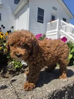 Danielle, a female Poodle - Miniature  for sale in Lagrange, IN – 5 of 8
