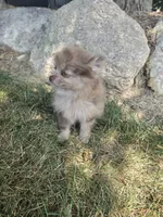 Lindsey, a female Pomeranian for sale in Lagrange, IN – 2 of 10