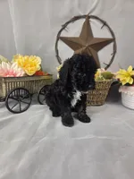 Chip, a male Poodle - Miniature  for sale in Lagrange, IN – 6 of 7