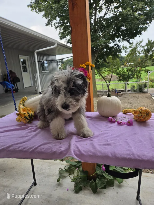 Annie – Aussiedoodle puppy for sale in Lagrange, IN