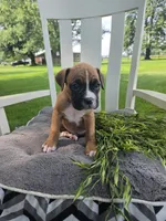 Tank, a male Boxer for sale in Lagrange, IN – 8 of 9