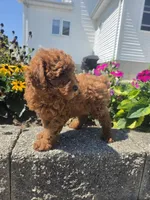 Dominic , a male Poodle - Miniature  for sale in Lagrange, IN – 5 of 8
