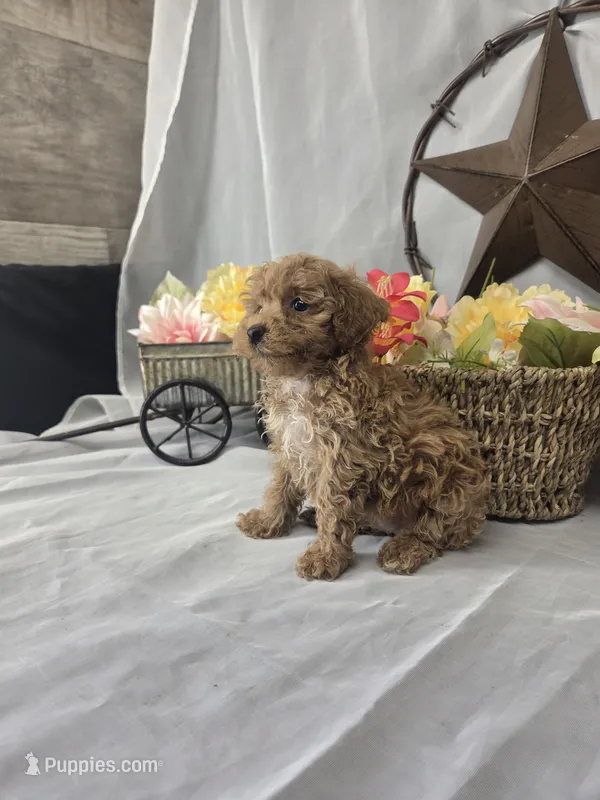 Ruby – Poodle - Miniature  puppy for sale in Lagrange, IN