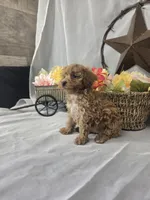 Ruby, a female Poodle - Miniature  for sale in Lagrange, IN – 1 of 10
