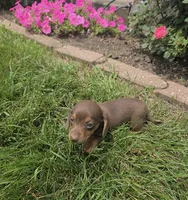 Kenzie, a female Miniature Dachshund for sale in Lagrange, IN – 3 of 8