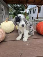 Benny, a male Aussiedoodle for sale in Lagrange, IN – 2 of 8