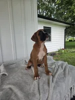 Tank, a male Boxer for sale in Lagrange, IN – 5 of 8