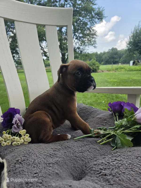 Sophie – Boxer puppy for sale in Lagrange, IN