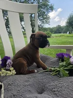 Sophie, a female Boxer for sale in Lagrange, IN – 1 of 10