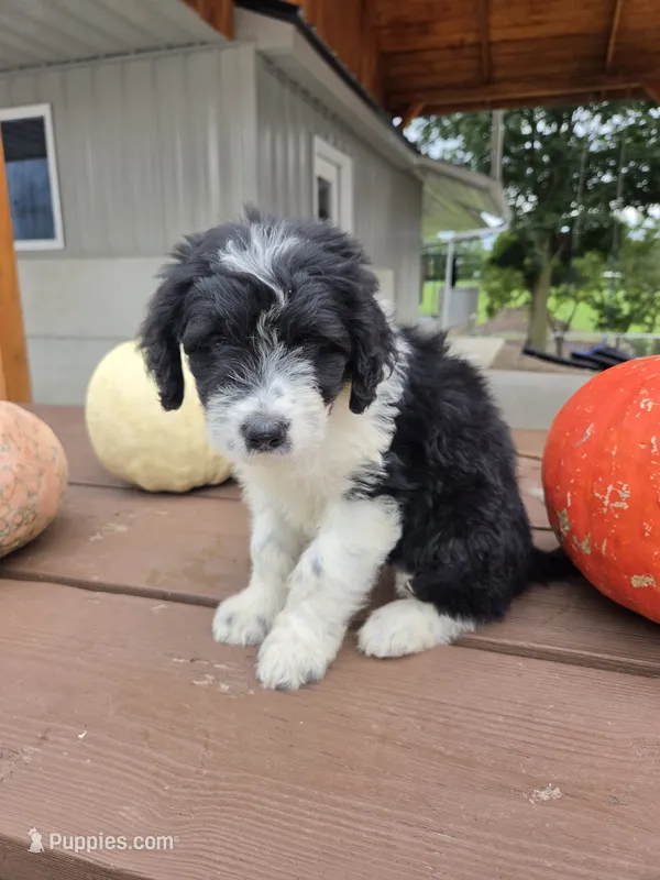 Lady – Aussiedoodle puppy for sale in Lagrange, IN