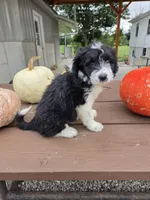 Lady, a female Aussiedoodle for sale in Lagrange, IN – 2 of 8