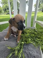 Tank, a male Boxer for sale in Lagrange, IN – 5 of 9